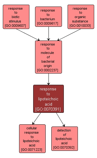 GO:0070391 - response to lipoteichoic acid (interactive image map)