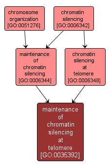 GO:0035392 - maintenance of chromatin silencing at telomere (interactive image map)