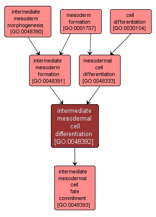 GO:0048392 - intermediate mesodermal cell differentiation (interactive image map)