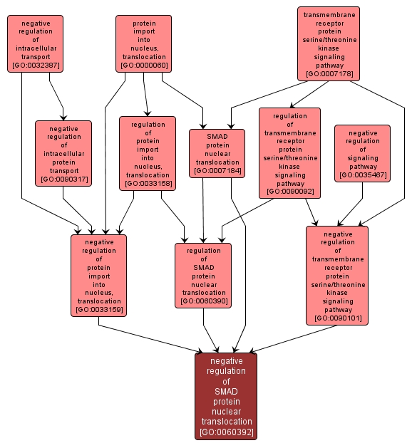 GO:0060392 - negative regulation of SMAD protein nuclear translocation (interactive image map)