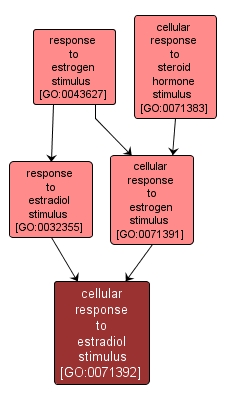 GO:0071392 - cellular response to estradiol stimulus (interactive image map)