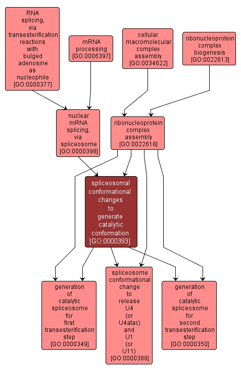 GO:0000393 - spliceosomal conformational changes to generate catalytic conformation (interactive image map)