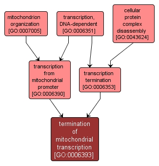 GO:0006393 - termination of mitochondrial transcription (interactive image map)