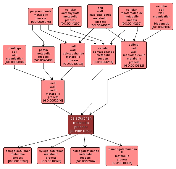 GO:0010393 - galacturonan metabolic process (interactive image map)