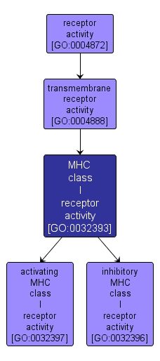 GO:0032393 - MHC class I receptor activity (interactive image map)