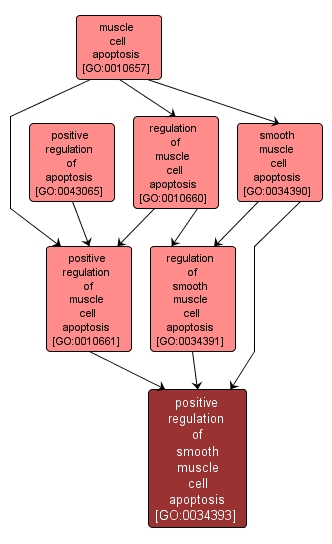 GO:0034393 - positive regulation of smooth muscle cell apoptosis (interactive image map)