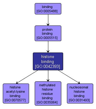 GO:0042393 - histone binding (interactive image map)