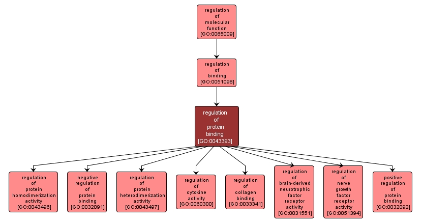 GO:0043393 - regulation of protein binding (interactive image map)