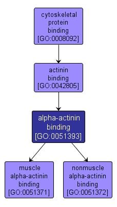 GO:0051393 - alpha-actinin binding (interactive image map)