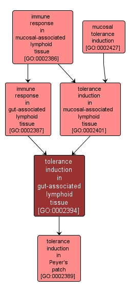 GO:0002394 - tolerance induction in gut-associated lymphoid tissue (interactive image map)
