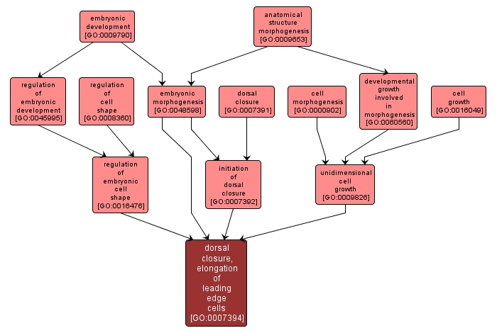 GO:0007394 - dorsal closure, elongation of leading edge cells (interactive image map)