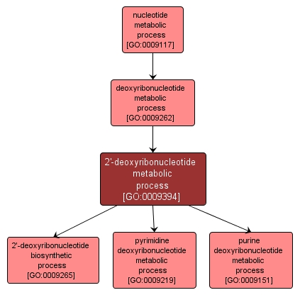 GO:0009394 - 2'-deoxyribonucleotide metabolic process (interactive image map)