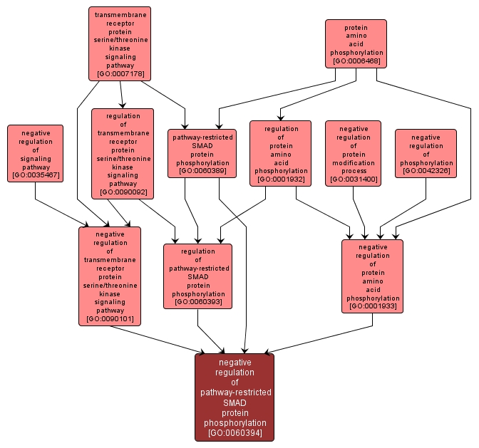 GO:0060394 - negative regulation of pathway-restricted SMAD protein phosphorylation (interactive image map)