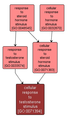 GO:0071394 - cellular response to testosterone stimulus (interactive image map)