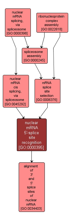 GO:0000395 - nuclear mRNA 5'-splice site recognition (interactive image map)