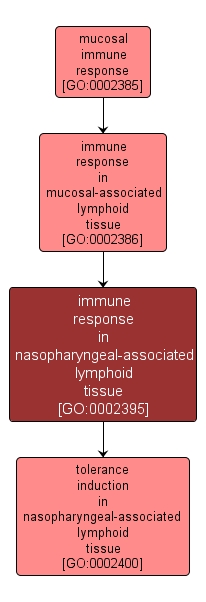 GO:0002395 - immune response in nasopharyngeal-associated lymphoid tissue (interactive image map)