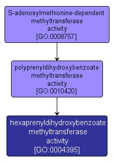 GO:0004395 - hexaprenyldihydroxybenzoate methyltransferase activity (interactive image map)