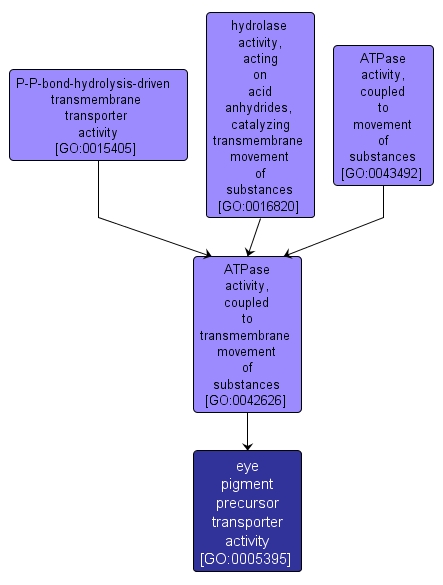 GO:0005395 - eye pigment precursor transporter activity (interactive image map)