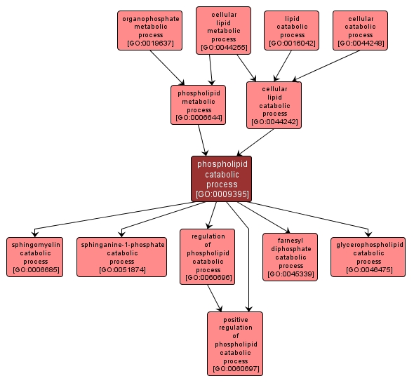 GO:0009395 - phospholipid catabolic process (interactive image map)