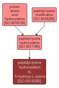 GO:0018395 - peptidyl-lysine hydroxylation to 5-hydroxy-L-lysine (interactive image map)