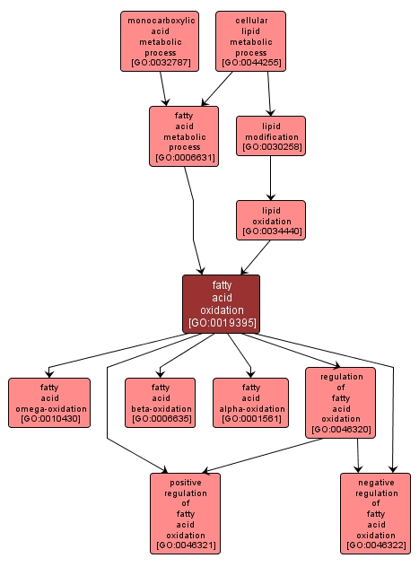 GO:0019395 - fatty acid oxidation (interactive image map)