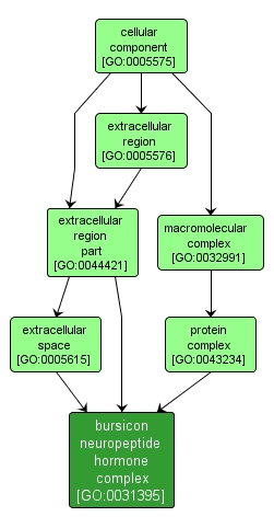 GO:0031395 - bursicon neuropeptide hormone complex (interactive image map)