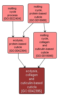 GO:0042395 - ecdysis, collagen and cuticulin-based cuticle (interactive image map)