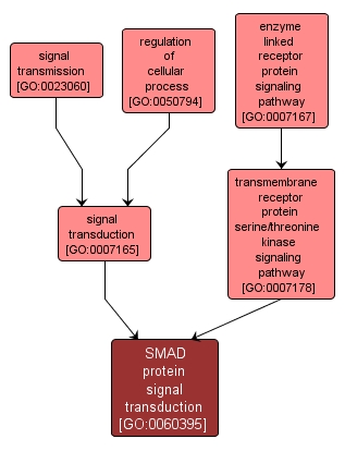 GO:0060395 - SMAD protein signal transduction (interactive image map)