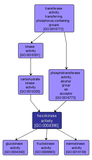 GO:0004396 - hexokinase activity (interactive image map)