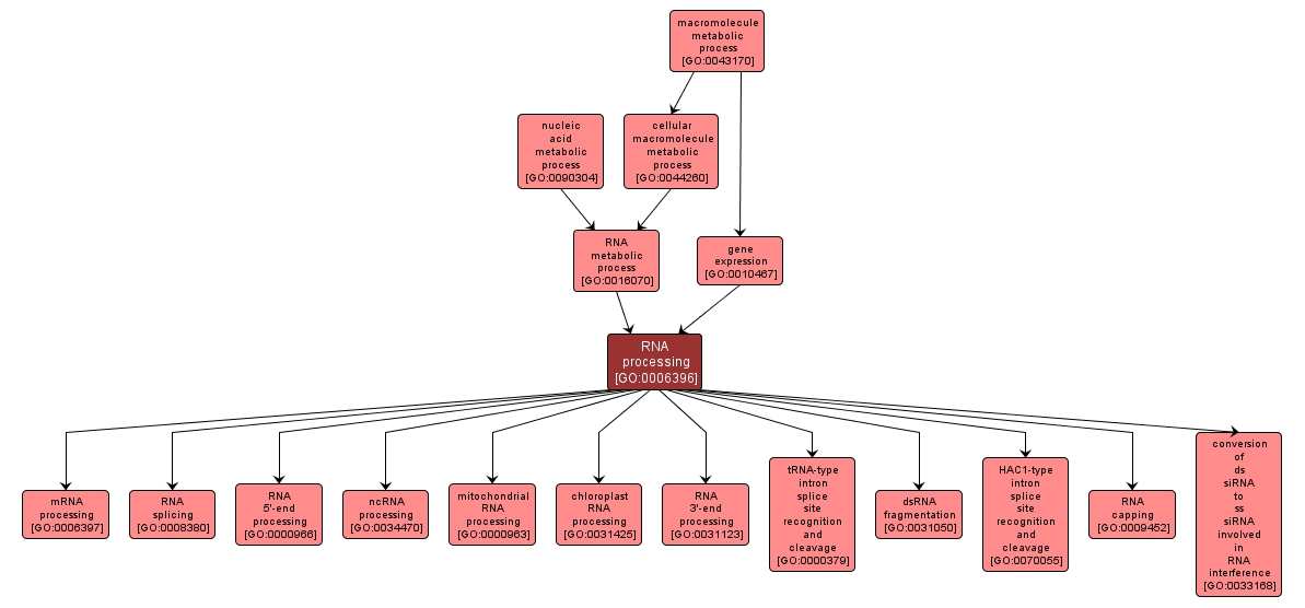 GO:0006396 - RNA processing (interactive image map)