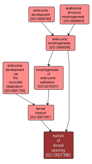 GO:0007396 - suture of dorsal opening (interactive image map)