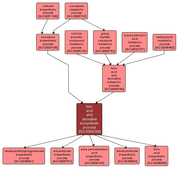 GO:0009396 - folic acid and derivative biosynthetic process (interactive image map)