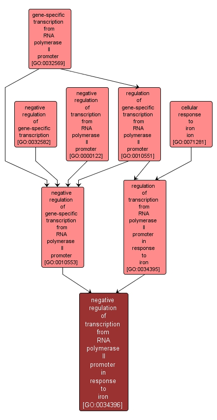 GO:0034396 - negative regulation of transcription from RNA polymerase II promoter in response to iron (interactive image map)