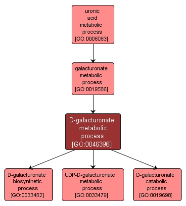 GO:0046396 - D-galacturonate metabolic process (interactive image map)