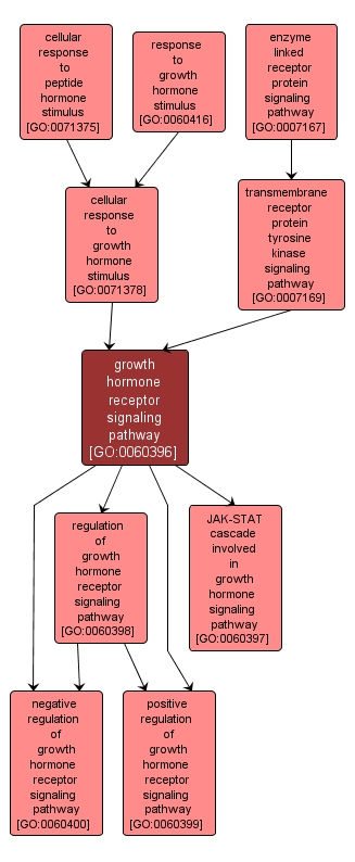 GO:0060396 - growth hormone receptor signaling pathway (interactive image map)