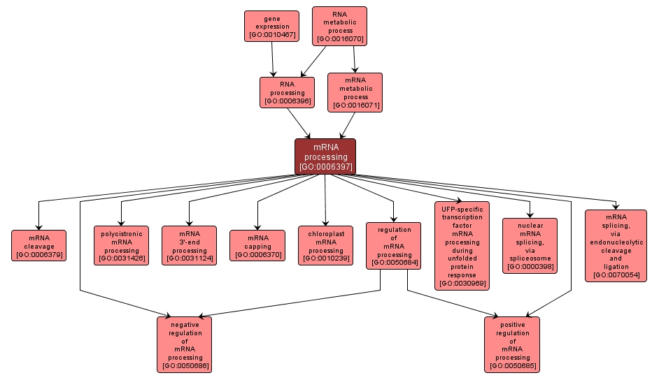 GO:0006397 - mRNA processing (interactive image map)