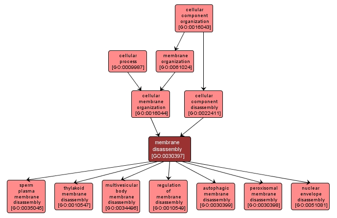 GO:0030397 - membrane disassembly (interactive image map)