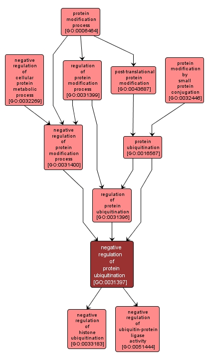 GO:0031397 - negative regulation of protein ubiquitination (interactive image map)