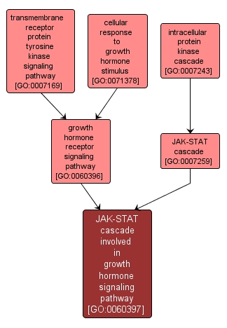 GO:0060397 - JAK-STAT cascade involved in growth hormone signaling pathway (interactive image map)