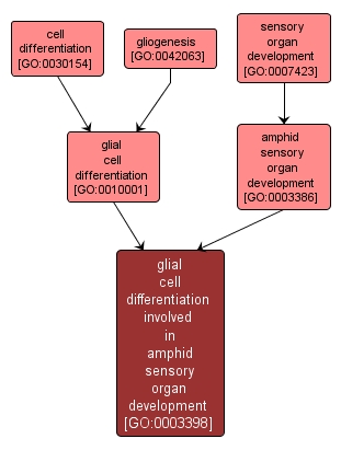 GO:0003398 - glial cell differentiation involved in amphid sensory organ development (interactive image map)