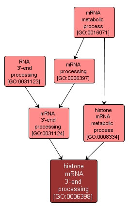 GO:0006398 - histone mRNA 3'-end processing (interactive image map)