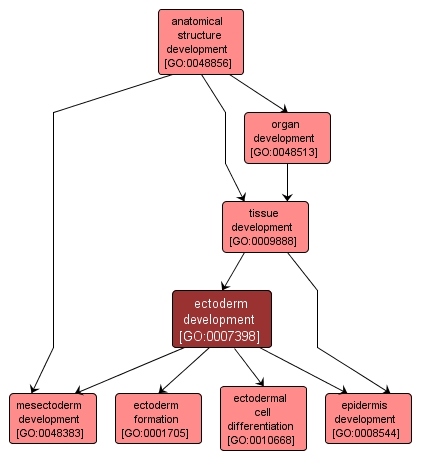 GO:0007398 - ectoderm development (interactive image map)