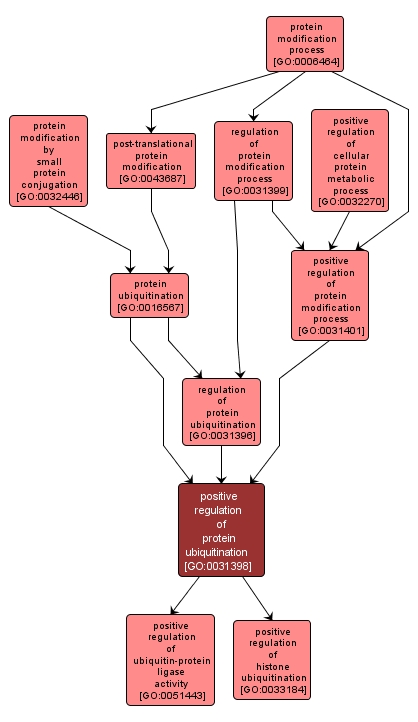 GO:0031398 - positive regulation of protein ubiquitination (interactive image map)