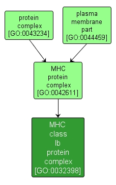 GO:0032398 - MHC class Ib protein complex (interactive image map)