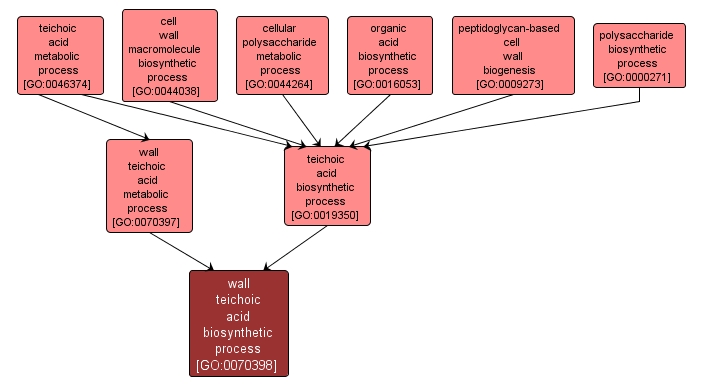 GO:0070398 - wall teichoic acid biosynthetic process (interactive image map)
