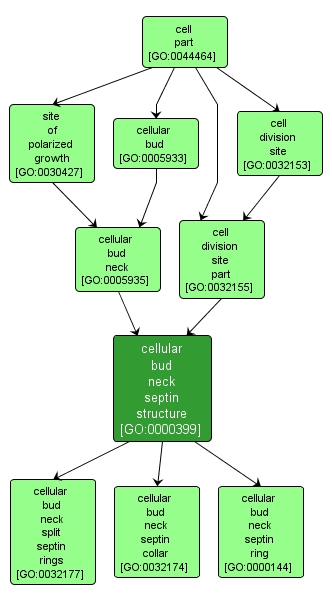 GO:0000399 - cellular bud neck septin structure (interactive image map)