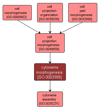 GO:0003399 - cytoneme morphogenesis (interactive image map)