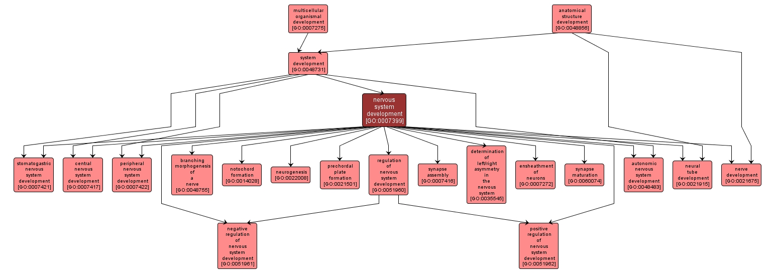 GO:0007399 - nervous system development (interactive image map)