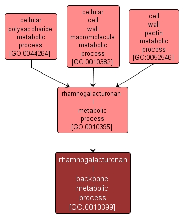 GO:0010399 - rhamnogalacturonan I backbone metabolic process (interactive image map)