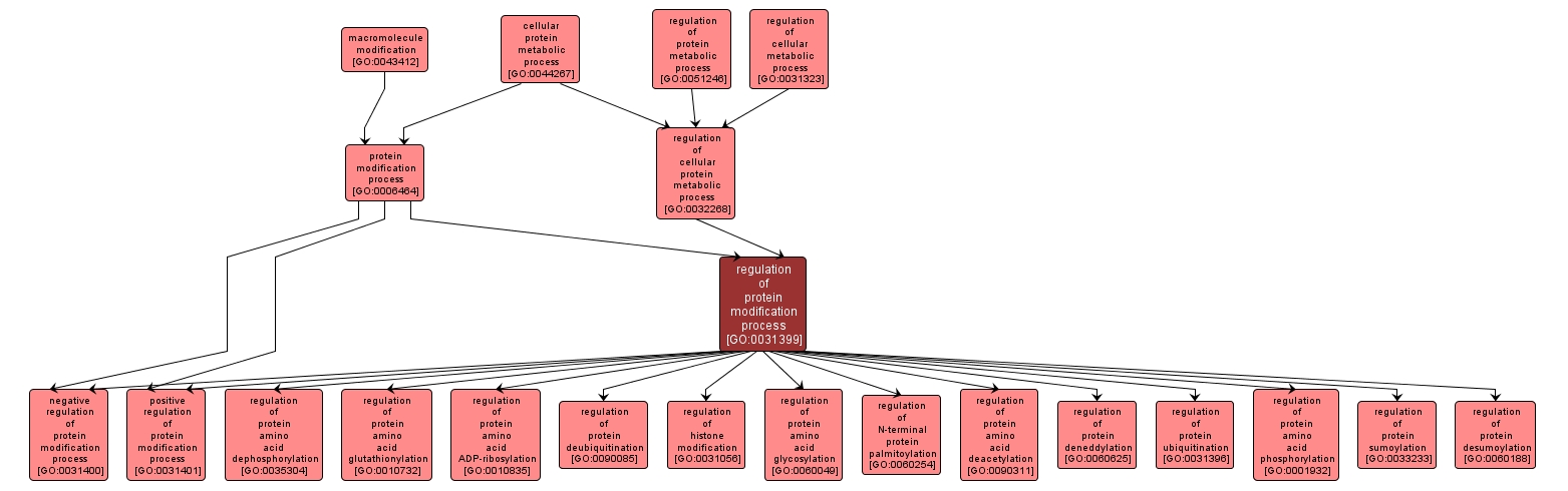 GO:0031399 - regulation of protein modification process (interactive image map)